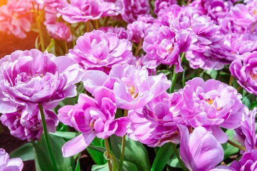 Marvellous tulip flowers in the Keukenhof park. Tulipa lilas perfection. Keukenhof Flower Park