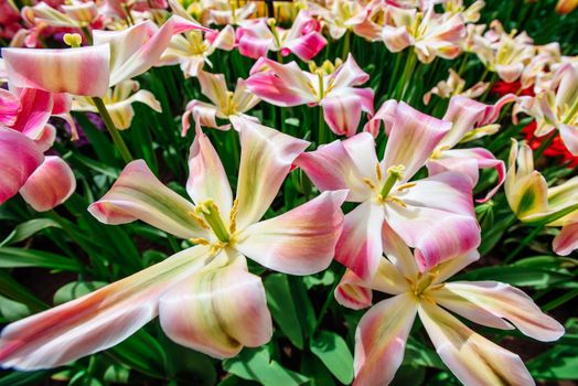 Beautiful bouquet of tulips. colorful tulips. tulips in spring, colorful tulip. Tulipa Florosa. Keukenhof Flower Park