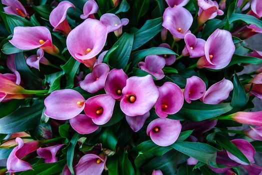 Calla lilys. Abstract background Keukenhof Flower Park