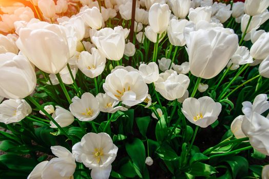 White tulips close up Triumph Weisse Berliner . Keukenhof Flower Park