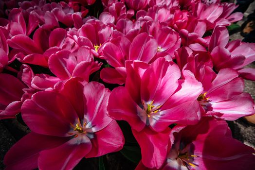 Tulipa Domino. Keukenhof Flower Park. Netherlands Holland