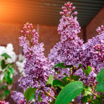 branch with spring lilac flowers. Beauty world.