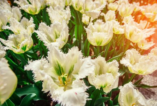 curly white tulips close up Keukenhof Flower Park