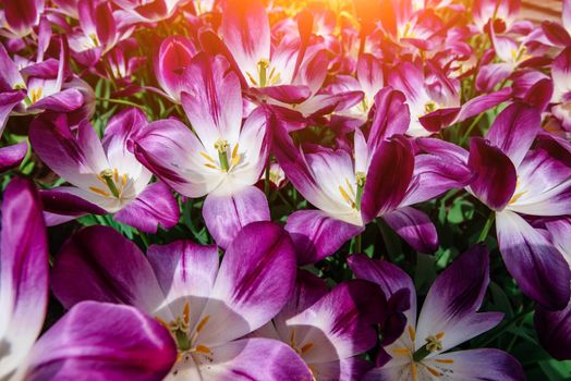 Marvellous tulip flowers in the Keukenhof park. Triumph Pittsburg. Beautiful outdoor scenery in Netherlands, Europe