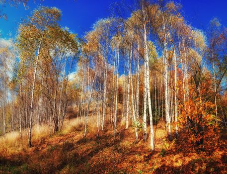 Forest Road in the autumn. Landscape. Ukraine Europe