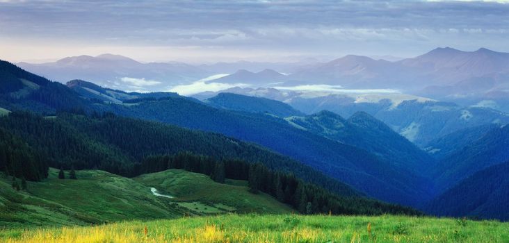 Pine tree forest. Beauty world. Carpathians Ukraine Europe