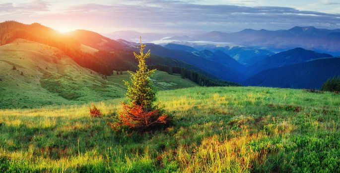 Pine tree forest. Beauty world. Carpathians Ukraine Europe