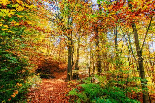 Forest Road in the autumn. Landscape. Ukraine Europe