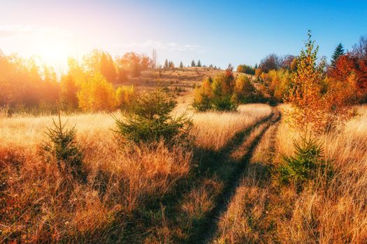 Forest Road in the autumn. Landscape. Ukraine Europe