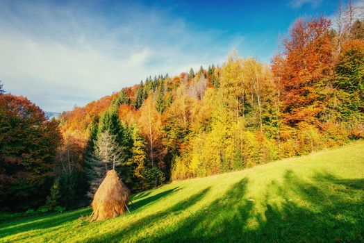 Forest Road in the autumn. Landscape. Ukraine Europe