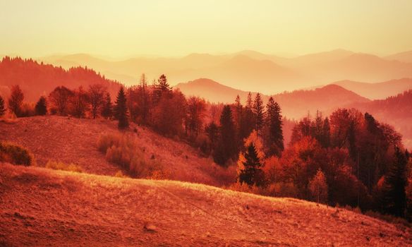 birch forest in sunny afternoon while autumn season. Autumn Landscape. Ukraine. Europe