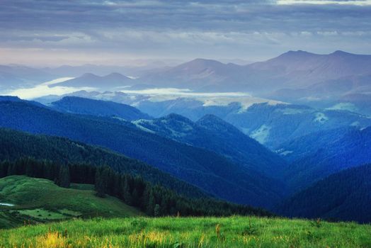 Pine tree forest. Beauty world. Carpathians Ukraine Europe