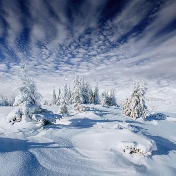 Mysterious winter landscape majestic mountains in winter. Magical winter snow covered tree. Carpathians. Ukraine, Europe