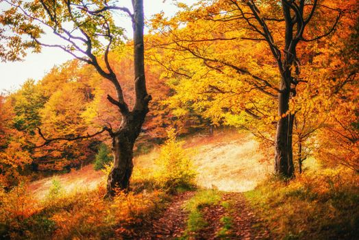 Forest Road in the autumn. Landscape. Ukraine Europe