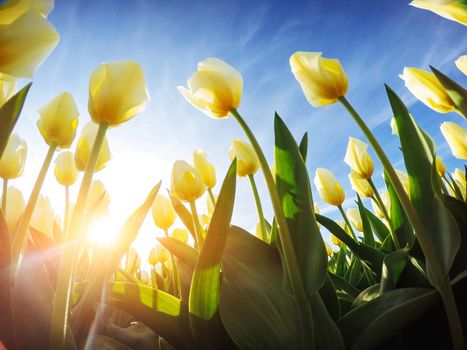 Yellow tulips on a background of blue sky.