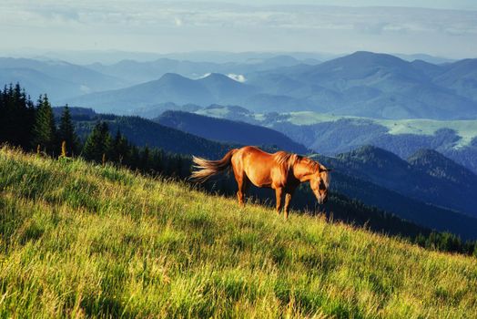 Horses on the meadow in the mountains. Carpathian, Ukraine, Europe
