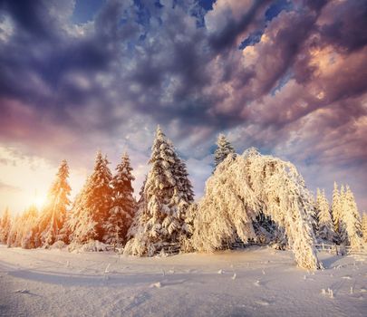 magical winter snow covered tree. Sunset in the Carpathians. Ukraine, Europe
