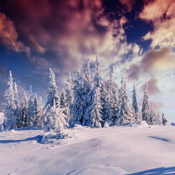 magical winter snow covered tree. Sunset in the Carpathians. Ukraine, Europe.