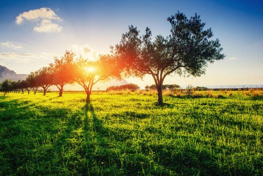 Tree shadow with sunset. Beauty world. Sicily Italy Europe