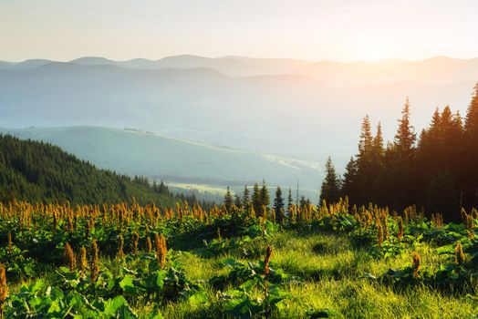 Pine tree forest. Beauty world. Carpathians Ukraine Europe