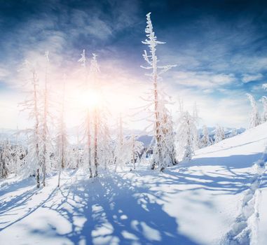 magical winter snow covered tree. Sunset in the Carpathians. Ukraine, Europe