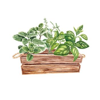 Marjoram, basil, Thyme in a wooden box on a white background. Provencal herbs, kitchen spices in watercolor. Homemade spicy herbs. The illustration is suitable for booklets, restaurant menus, design.