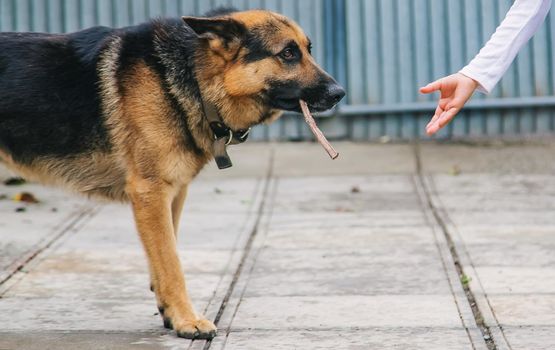 The child gives the dog a hand. Selective focus.animal