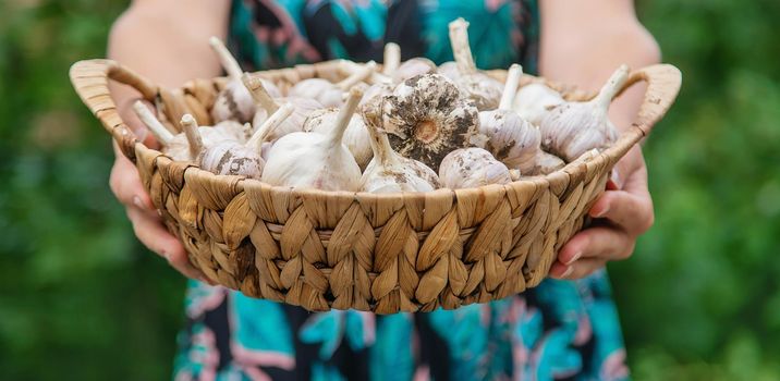 A woman holds a harvest of garlic in her hands. Selective focus.food