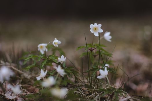 Beautiful spring background with white anemones flowers in spring woods. Springtime, selective focus