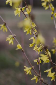 Spring background catkins on tree branches. Selective focus