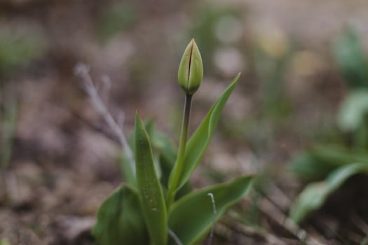 Spring blossoming tulip in garden, springtime, floral card