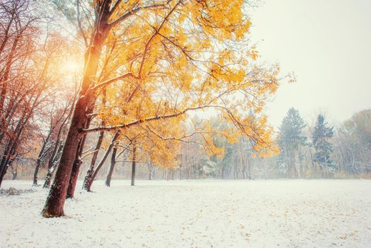 First snow in the forest.Beauty world Road