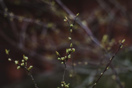 Spring background catkins on tree branches. Selective focus