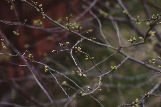 Spring background catkins on tree branches. Selective focus