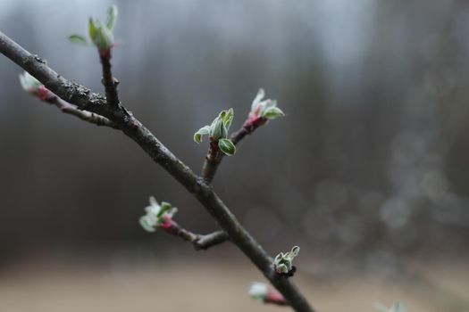 Spring background catkins on tree branches. Selective focus