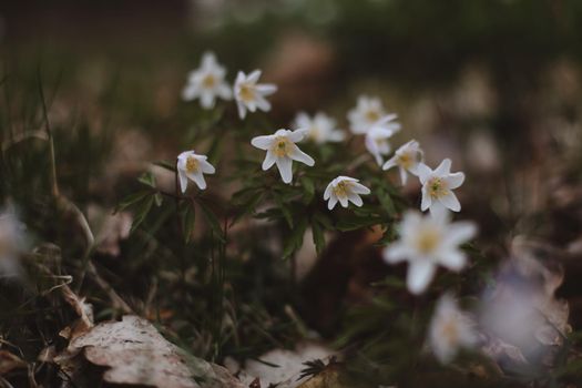 Beautiful spring background with white anemones flowers in spring woods. Springtime, selective focus
