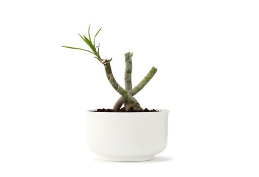 Dracaena marginata bonsai in white pot isolated on white background