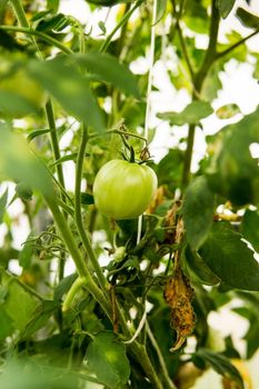 Tomatoes are hanging on a branch in the greenhouse. The concept of gardening and life in the country.