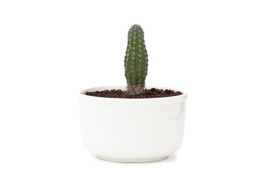 Cactus in white pot isolated on white background