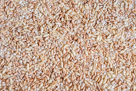 background of hard red winter wheat grain.