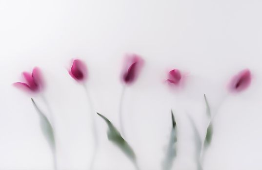 A row of red bloom tulip flowers in a row in a magic transparent fog. Minimal creative summer and spring concept.