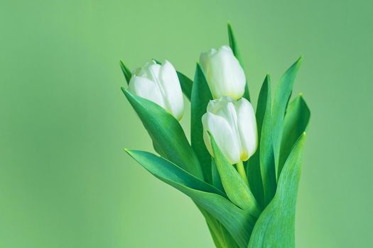 White tulips on a green background. Copy space. High quality photo.