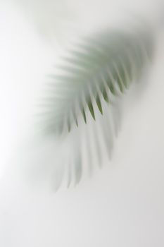 Blurred in fog and haze, a branch of a palm tree and mine space. Creative concept of tropics and summer.
