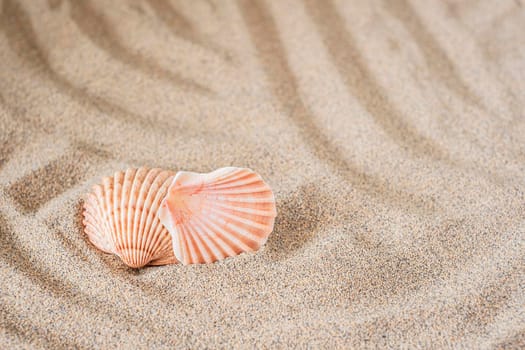 Background sea sand grains, fine beach sand and shells.Copy space