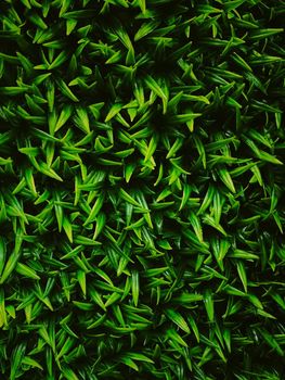 Green wall in the garden as natural background, fresh leaves and foliage as nature backgdrop and landscape design concept