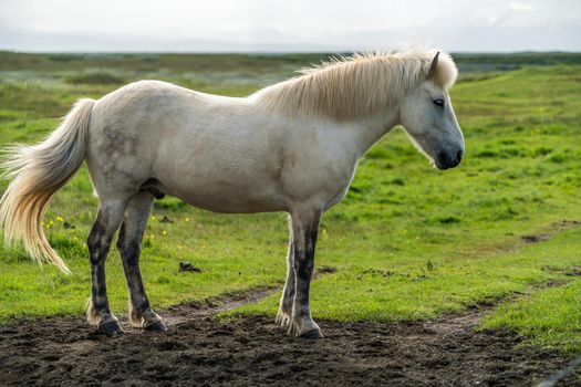 Icelandic horse in the field of scenic nature landscape of Iceland. The Icelandic horse is a breed of horse locally developed in Iceland as Icelandic law prevents horses from being imported.