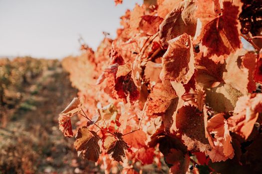 Beautiful clusters of ripening grapes in the sun. Grape plantation in the sunset light. Beautiful vine with grapes. Wine Making concept. Grape business.