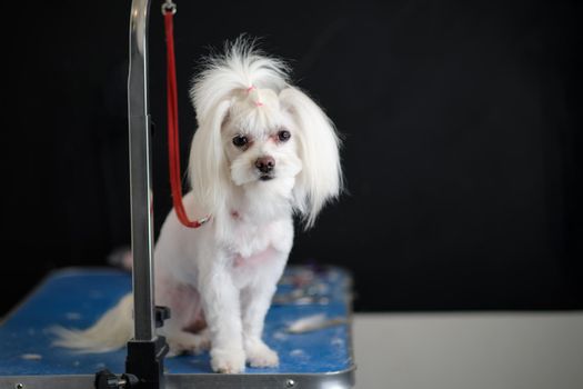 Maltese lapdog sits on a table in front of a black background.