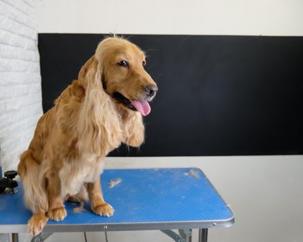 an English cocker spaniel sits on a table in a grooming room.