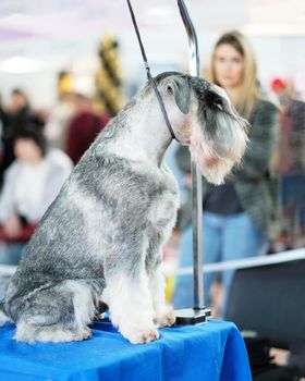 A Schnauzer dog sits on a table with perfect shapes.
